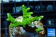 Anacropora neon green Indonesia 4-5 cm WYSIWYG acclimaté