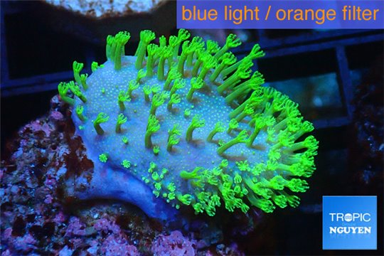 Sarcophyton full neon green polyps Australia 2-4 cm WYSIWYG acclimaté