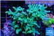 Acropora jacquelinae Indonesia 7-11 cm WYSIWYG acclimaté