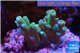 Acropora green Fijii 2-3 cm WYSIWYG acclimaté