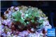 Acropora green Fijii 2-3 cm WYSIWYG acclimaté