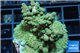 Acropora green purple tip Australia 3-5 cm WYSIWYG acclimaté
