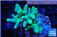 Acropora jacquelinae Indonesia 4-5 cm WYSIWYG acclimaté