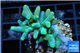 Acropora jacquelinae Indonesia 4-5 cm WYSIWYG acclimaté