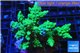 Acropora green Indonesia 7-11 cm WYSIWYG acclimaté