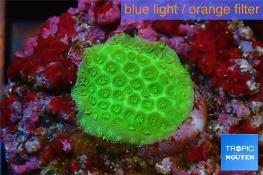 Porites Fijii green yellow 1 cm WYSIWYG acclimaté
