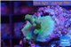 Acropora Fijii full purple 1-2 cm WYSIWYG acclimaté