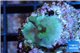 Acropora Fijii full purple 1-2 cm WYSIWYG acclimaté