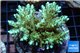 Acropora green Indonesia 7-10 cm WYSIWYG acclimaté