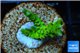Anacropora neon green Indonesia 2-3 cm WYSIWYG acclimaté