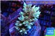 Acropora green & purple Indonesia 7-10 cm WYSIWYG acclimaté