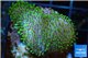 Sarcophyton full neon green polyps Australia 4-7 cm WYSIWYG acclimaté