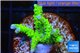 Anacropora neon green Indonesia 3-4 cm WYSIWYG acclimaté