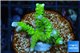 Anacropora neon green Indonesia 3-4 cm WYSIWYG acclimaté