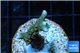 Anacropora green Indonesia 3-4 cm WYSIWYG acclimaté