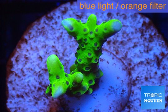 Anacropora neon green Indonesia 2-3 cm WYSIWYG acclimaté