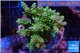Acropora purple green tip Indonesia 7-10 cm WYSIWYG acclimaté