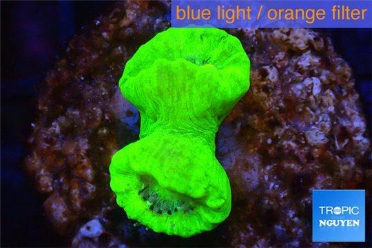 Caulastrea neon green 2 polyps WYSIWYG acclimaté