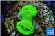 Caulastrea neon green 2 polyps WYSIWYG acclimaté