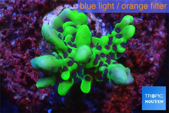 Montipora green & purple polyps 2-4 cm WYSIWYG acclimaté