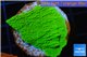 Montipora green plate 2-3 cm WYSIWYG acclimaté
