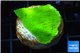 Montipora green plate 2-3 cm WYSIWYG acclimaté