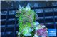 Acropora nana tricolor 3-5 cm WYSIWYG acclimaté