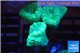 Caulastrea green 3-4 polyps WYSIWYG acclimaté