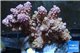 Acropora purple green Indonesia 7-9 cm WYSIWYG acclimaté