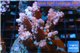 Acropora purple Indonesia 7-9 cm WYSIWYG acclimaté