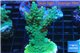 Acropora green & blue tip Indonesia 4-5 cm WYSIWYG acclimaté