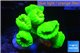 Caulastrea neon green 6 polyps WYSIWYG acclimaté