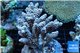 Acropora purple Indonesia 7-10 cm WYSIWYG acclimaté