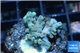 Acropora nana tricolor Indonesia 2-3 cm WYSIWYG acclimaté