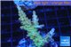 Acropora purple tip 3-5 cm WYSIWYG acclimaté
