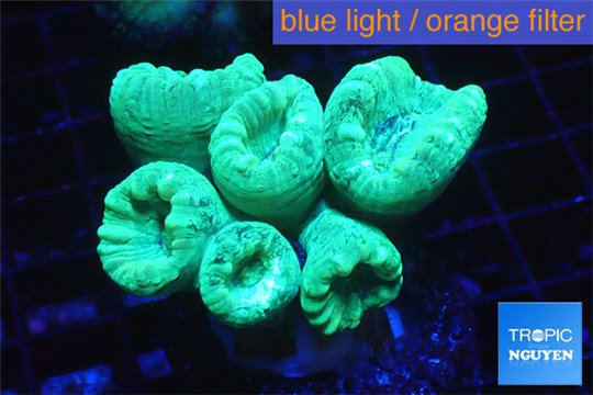 Caulastrea green 6-7 polyps WYSIWYG acclimaté