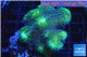 Stylophora neon green 5-7 cm WYSIWYG acclimaté