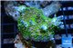Acropora nana tricolor 2-4 cm WYSIWYG acclimaté