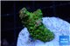 Acropora green & pink tip Indonesia 3-4 cm WYSIWYG acclimaté