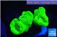 Caulastrea neon green 4-5 polyps WYSIWYG acclimaté