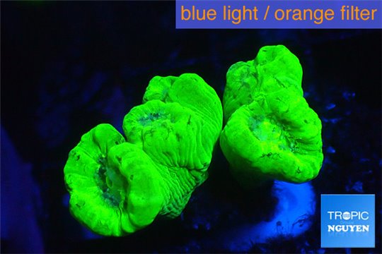 Caulastrea neon green 4-5 polyps WYSIWYG acclimaté