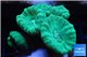 Caulastrea green 5-6 polyps WYSIWYG acclimaté
