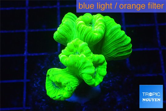 Caulastrea neon geen 5-6 polyps WYSIWYG acclimaté