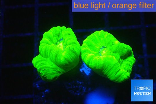 Caulastrea neon geen 3 polyps WYSIWYG acclimaté