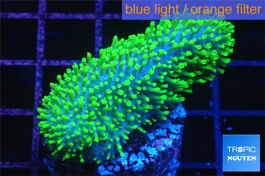 Sarcophyton full neon green polyps Australia 4-7 cm WYSIWYG acclimaté