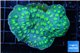 Echinopora lamellosa green spot 6-8 cm WYSIWYG acclimaté
