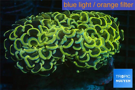 Euphyllia ancora neon orange 7-9 cm WYSIWYG acclimaté