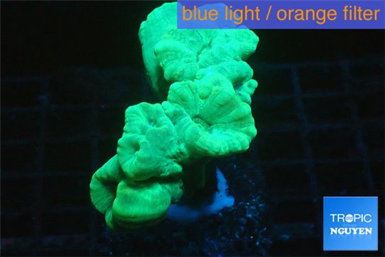 Caulastrea green neon 5-6 polyps WYSIWYG acclimaté