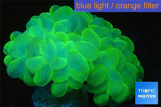 Plerogyra sinuosa neon green 9-12 cm WYSIWYG acclimaté