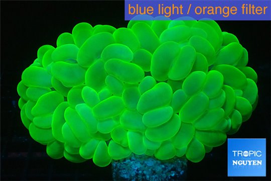 Plerogyra sinuosa neon green 10-15 cm WYSIWYG acclimaté